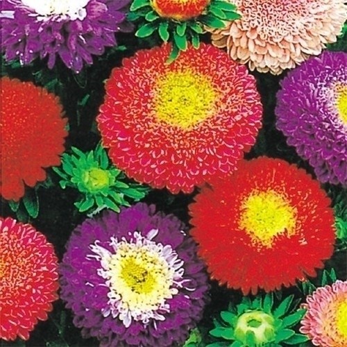 種 花たね アスター ポンポン咲アスター混合 1袋(400mg)