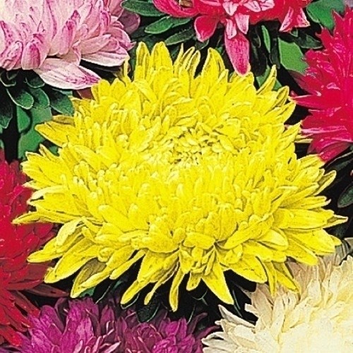 種 花たね 牡丹咲アスターイエロー 1袋(400mg)