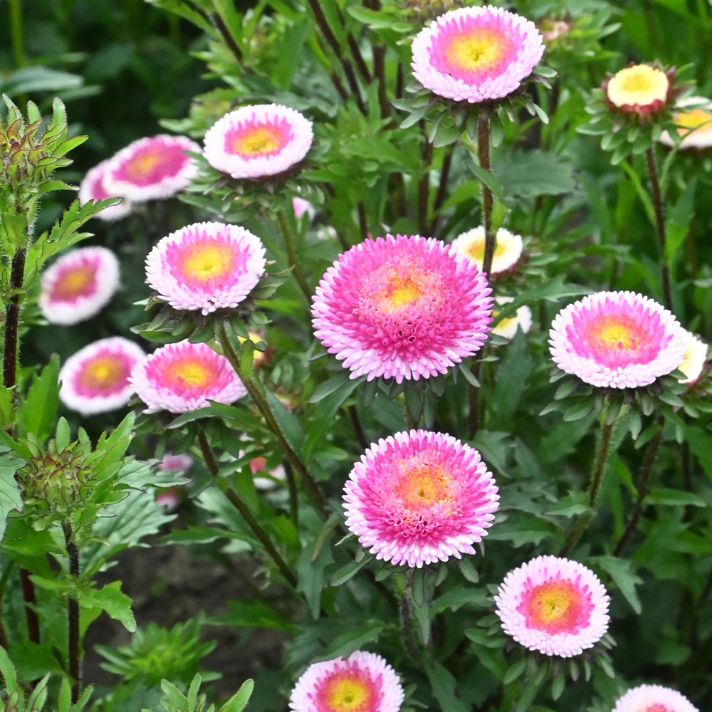 種 花たね アスター ポンポンアスター バイカラーローズ 1袋(400mg)