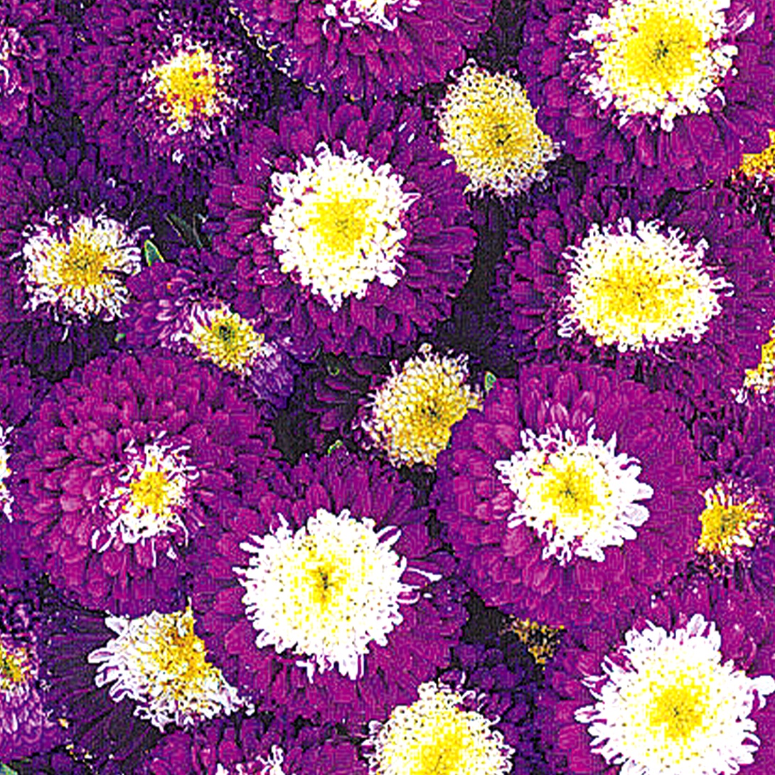 種 花たね アスター ポンポンアスター バイカラーブルー 1袋(400mg)