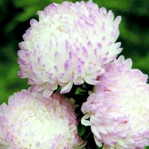 種 花たね アスター 牡丹咲アスター ローズ＆ホワイト 1袋(400mg)