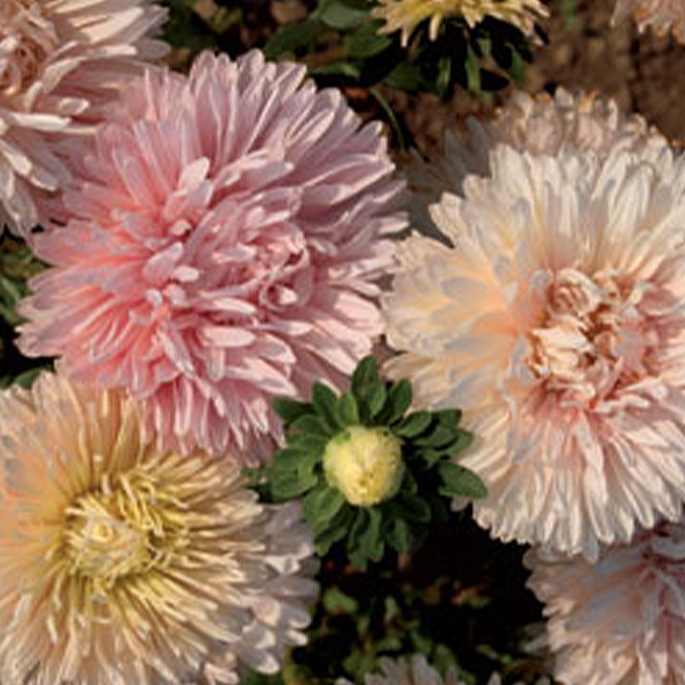 種 花たね アスター アポロニア混合 1袋(400mg)