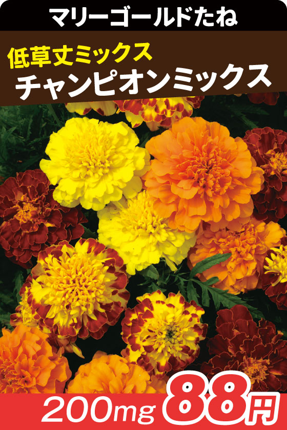 マリーゴールド チャンピオンミックス