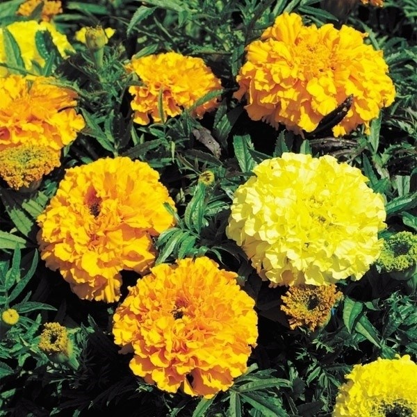 種 花たね マリーゴールド 矮性アフリカンマリーゴールド混合 1袋(300mg)