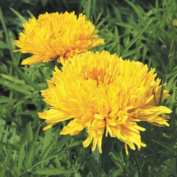 種 花たね アフリカンマリーゴールド マムイエロー 1袋(300mg)