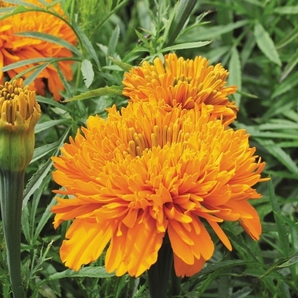 種 花たね アフリカンマリーゴールド マムオレンジ 1袋(300mg)