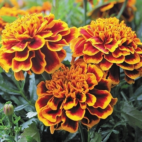 種 花たね フレンチマリーゴールド コロッサス 1袋(300mg)