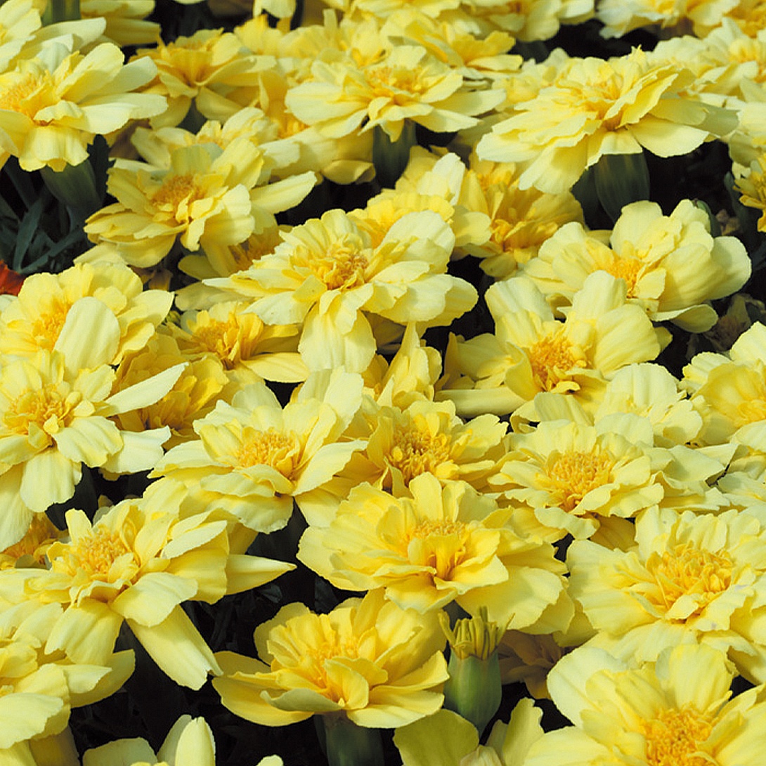 種 花たね マリーゴールド アルミア バニラクリーム 1袋(20粒)