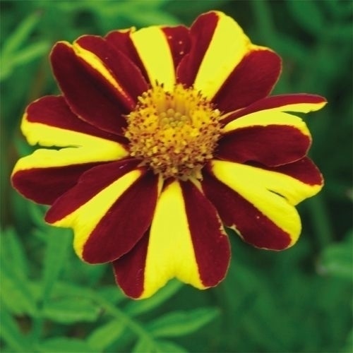 種 花たね フレンチマリーゴールド ジェスター 1袋(500mg)