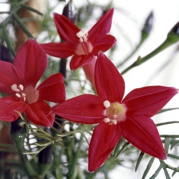 種 花たね るこう草 赤 1袋(1000mg)