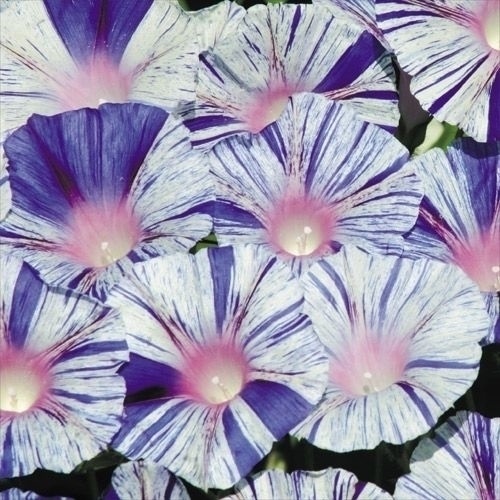 種 花たね つる植物 西洋朝顔 ヴェニスブルー 1袋(600mg)