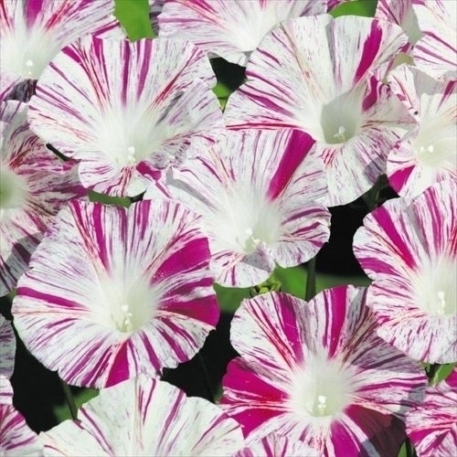 種 花たね つる植物 西洋朝顔 ヴェニスピンク 1袋(600mg)