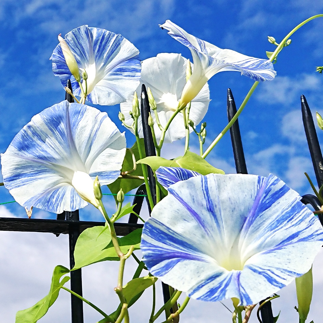 種 花たね 西洋朝顔 フライングソーサー 1袋(700mg)