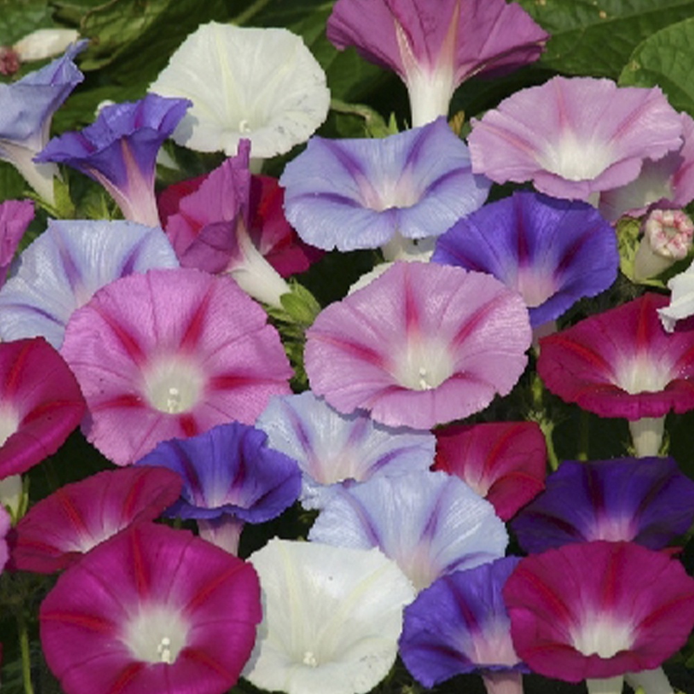 種 花たね アサガオ 西洋朝顔混合 1袋(700mg)