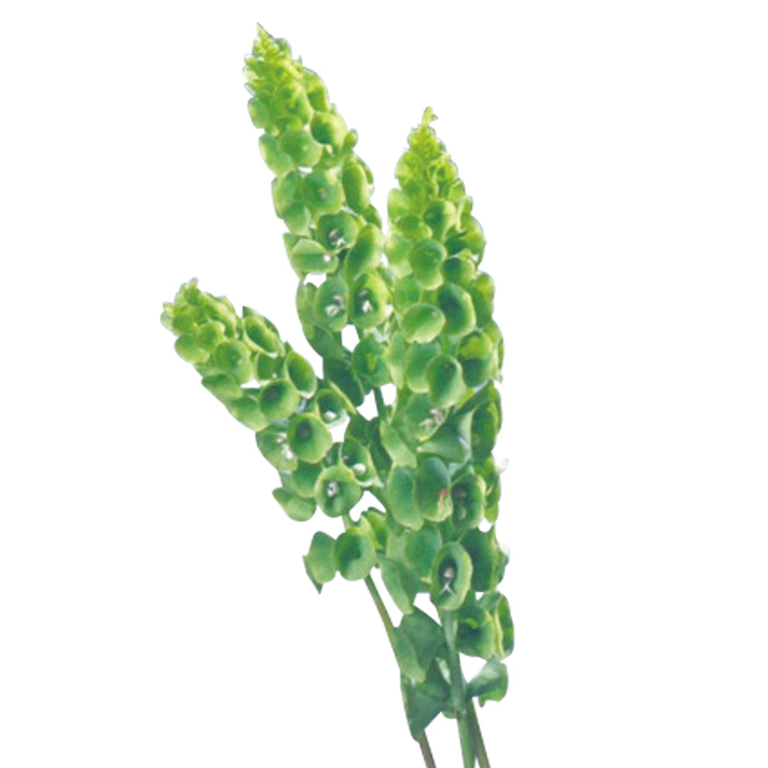 種 花たね モルセラ 1袋(300mg)