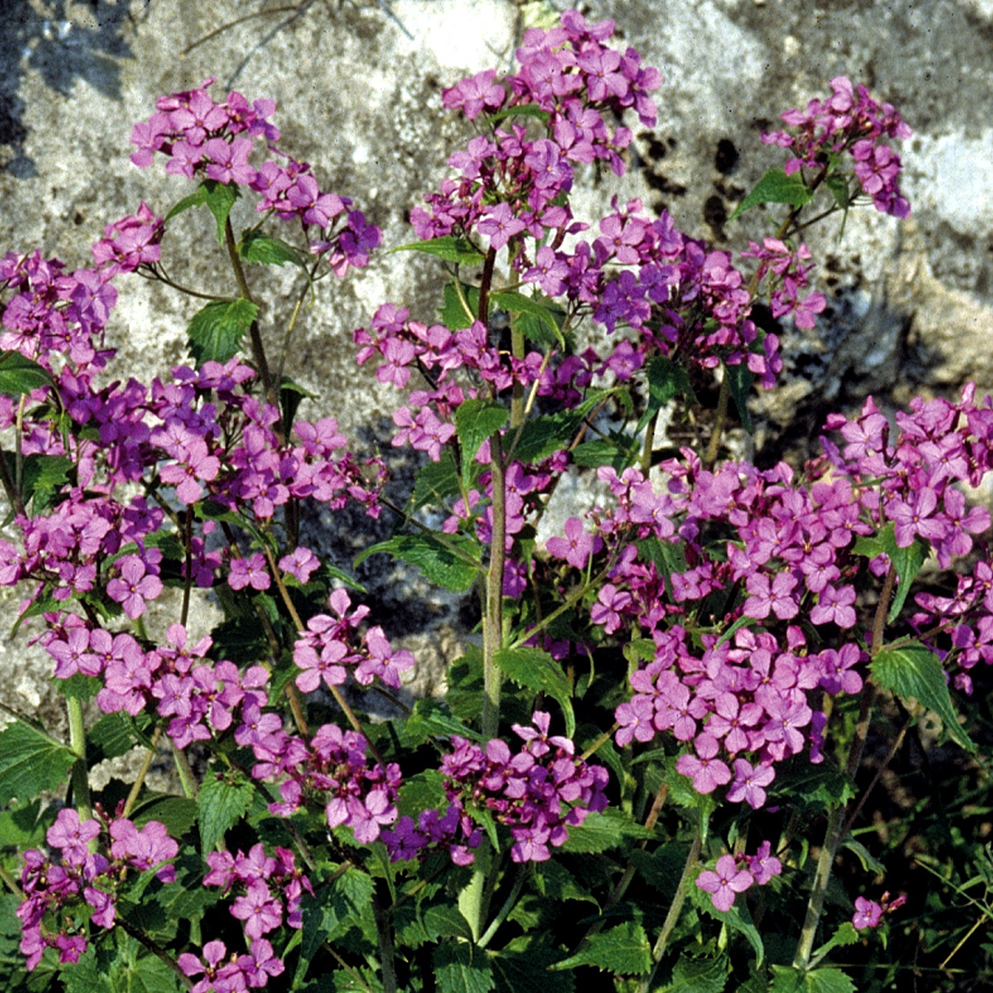 種 花たね ゴウダソウ 紫花 1袋(1000mg)