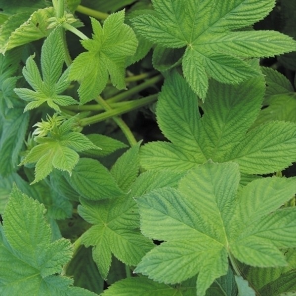 種 花たね ホップ 1袋(150mg)