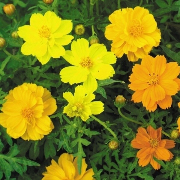 種 花たね コスモス 矮性黄花コスモス混合 1袋(400mg)