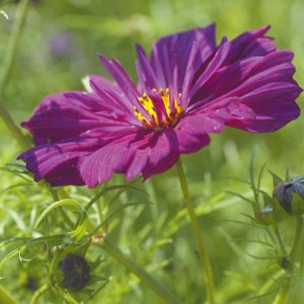 種 花たね コスモス フィジーパープル 1袋(300mg)