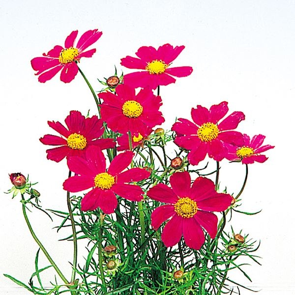 種 花たね コスモス 緋赤コスモス 1袋(500mg)