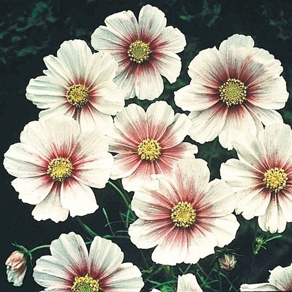 種 花たね コスモス デイドリーム 1袋(700mg)