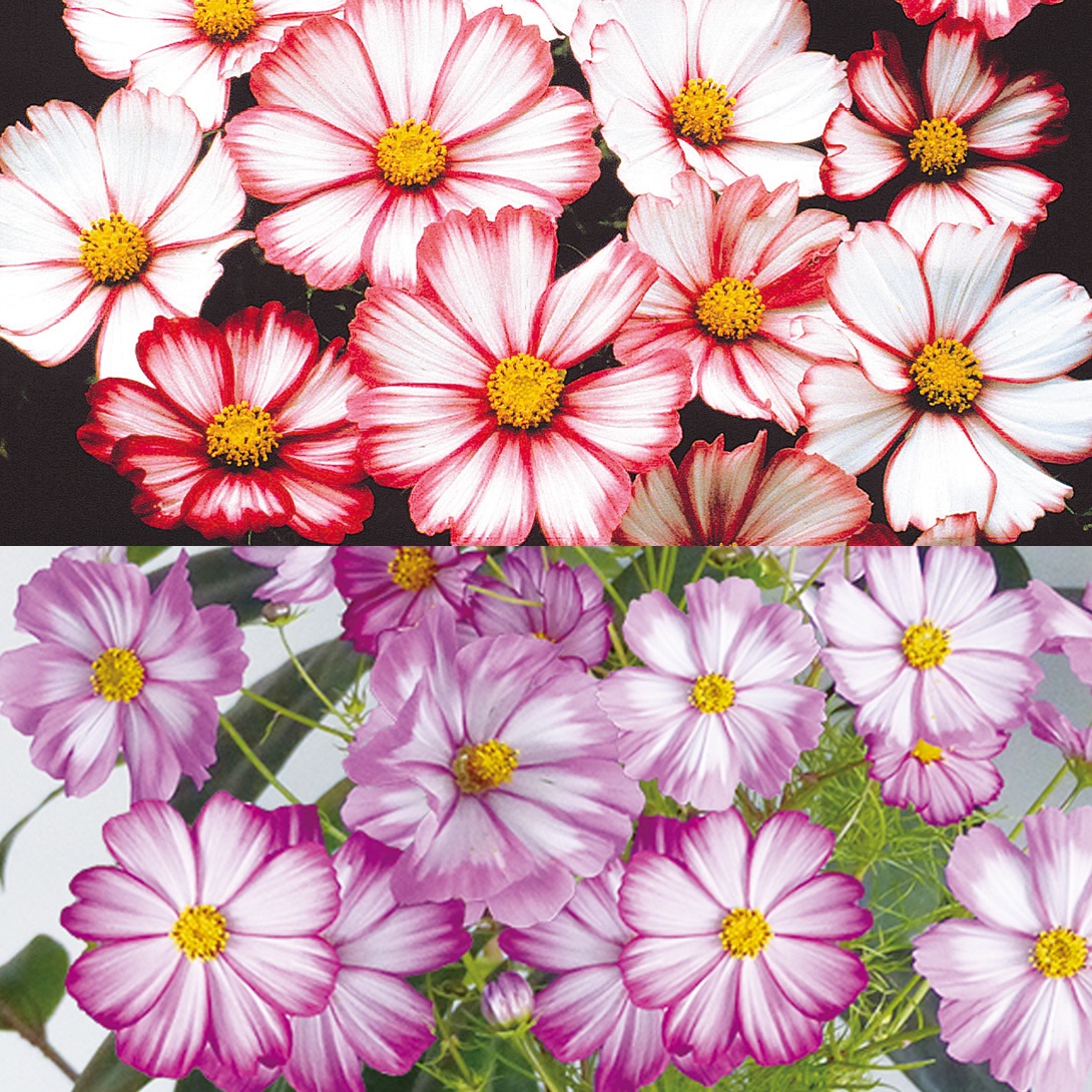 種 花たね コスモス ピコティミックス 1袋(500mg)