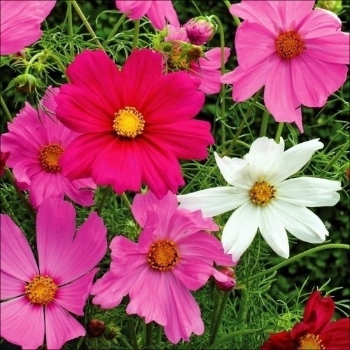 種 花たね コスモス 一重咲コスモス混合 1袋(1500mg)