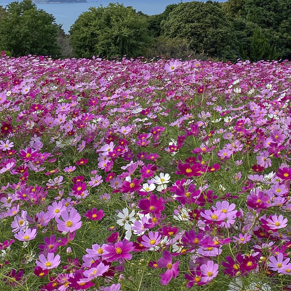 種 花たね コスモス 矮性コスモス ピンク 1袋(500mg)