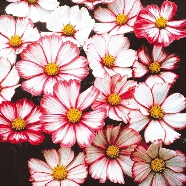 種 花たね コスモス レッドピコティ 1袋(500mg)