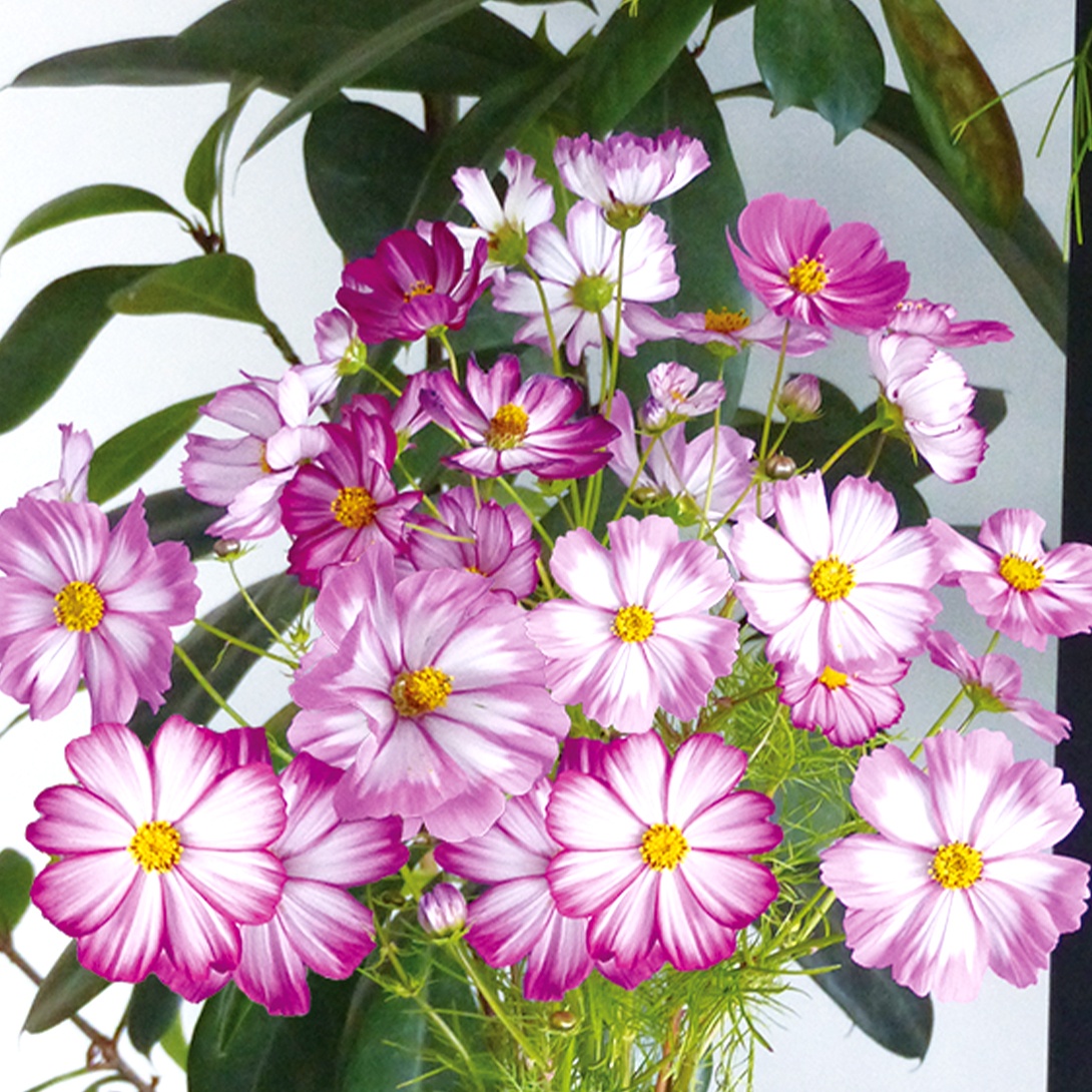 種 花たね コスモス ピンクピコティ 1袋(500mg)