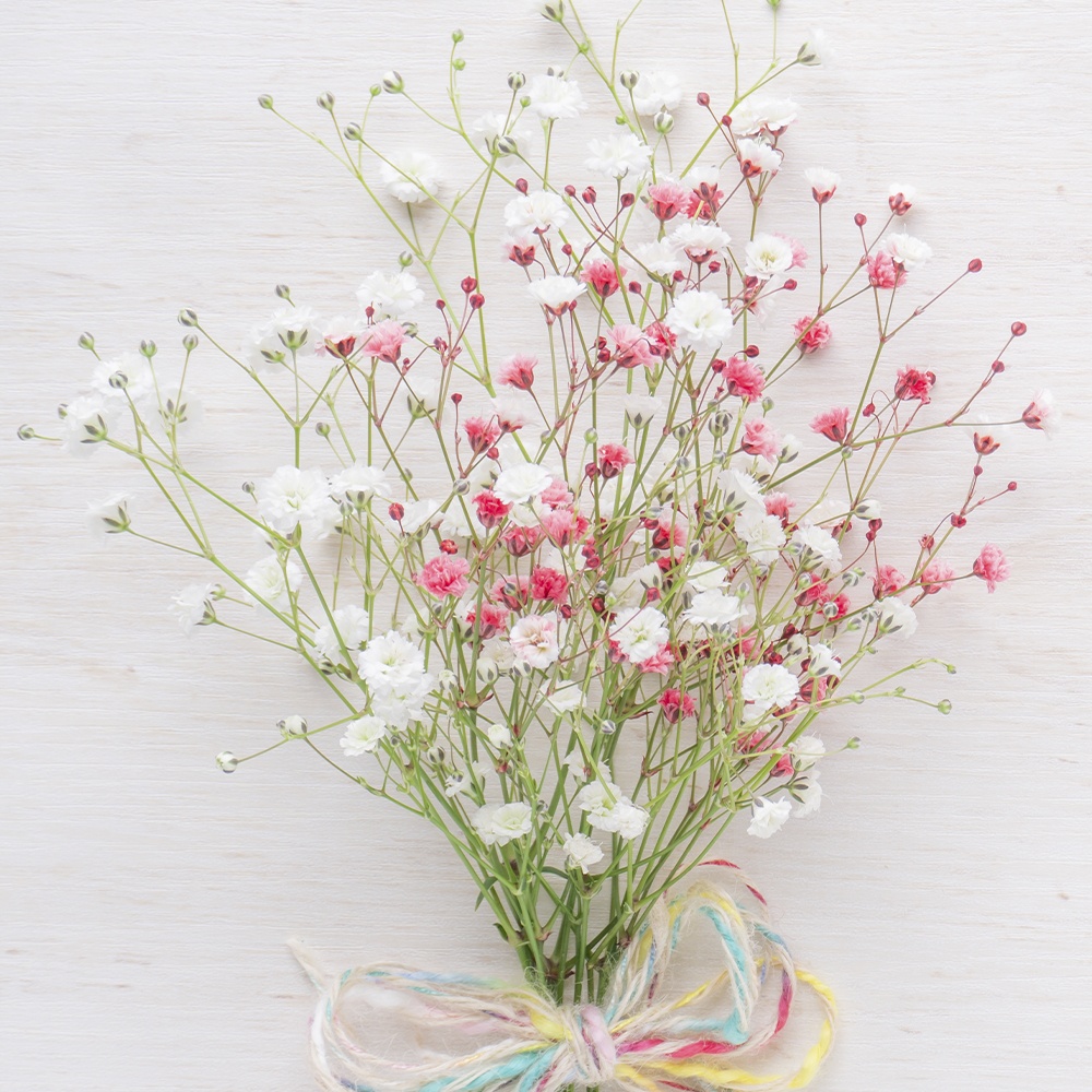 種 花たね かすみ草混合 1袋(400mg)