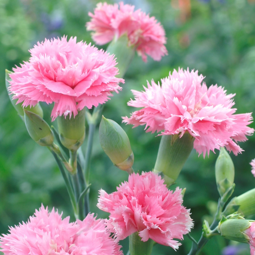 種 花たね カーネーション オーロラ 1袋(200mg)