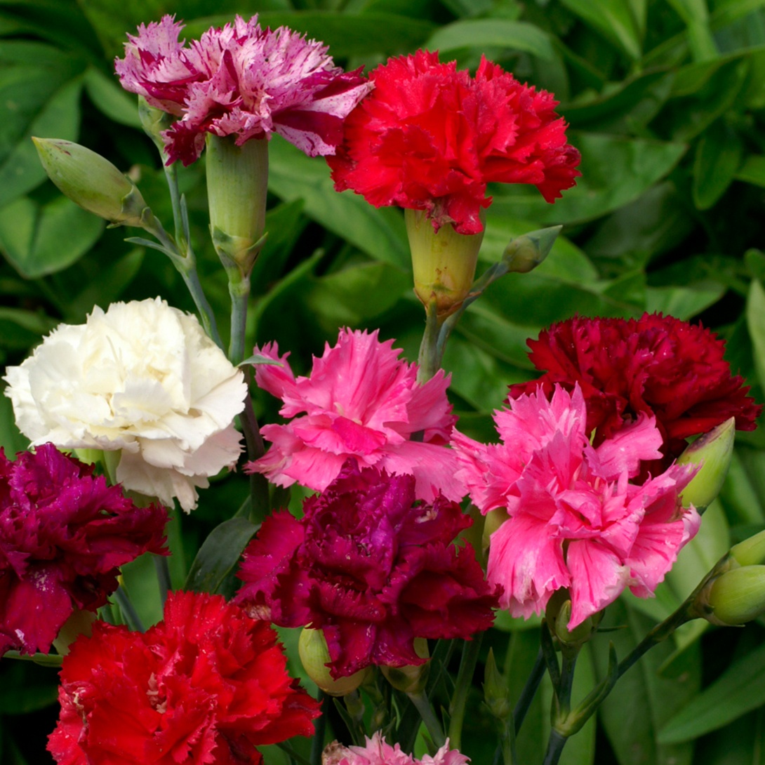 種 花たね 芳香カーネーション混合 1袋(200mg)