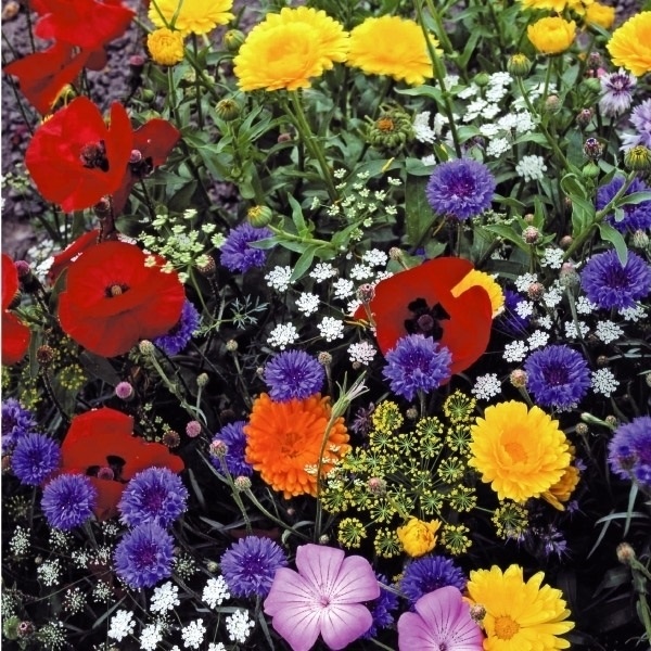 種 花たね 高性切花ミックス 1袋(400mg)
