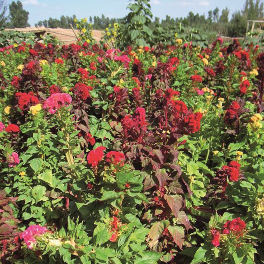 種 花たね けいとう トサカケイトウ混合 1袋(300mg)