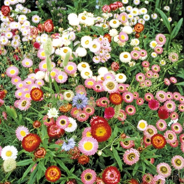 種 花たね スペシャルミックス ドライフラワーミックス 1袋(400mg)