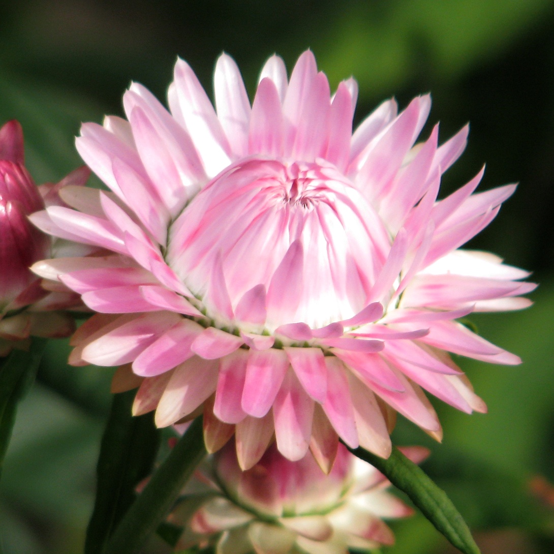 種 花たね 帝王貝細工 シルバーローズ 1袋(200mg)