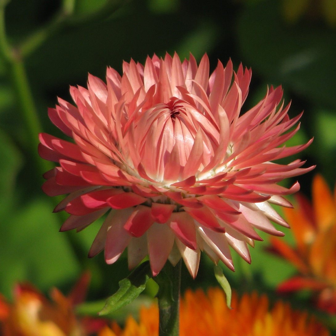 種 花たね 帝王貝細工 サーモン 1袋(200mg)