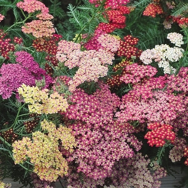 種 花たね アキレア 美色混合 1袋(100mg)