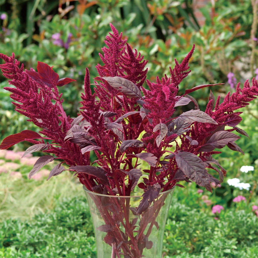 種 花たね アマランサス ベルベットカーテン 1袋(300mg)