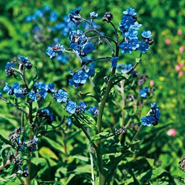 種 花たね シノグロッサム ブルー 1袋(100mg)