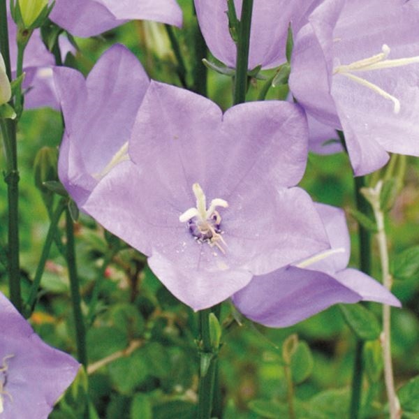 種 花たね キキョウ 桃葉キキョウ 1袋(1000mg)