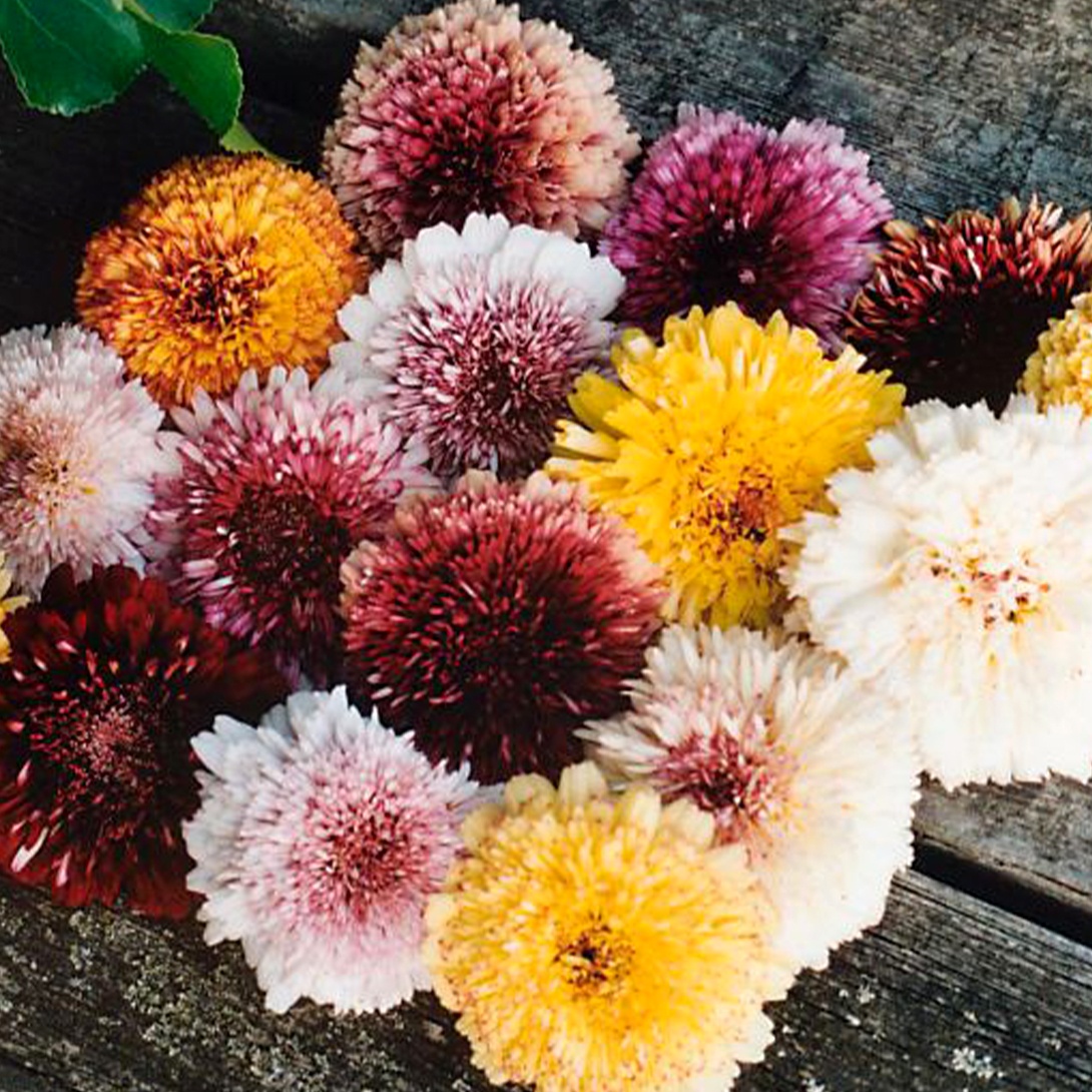 種 花たね ハナワギク デュネッティミックス 1袋(300mg)