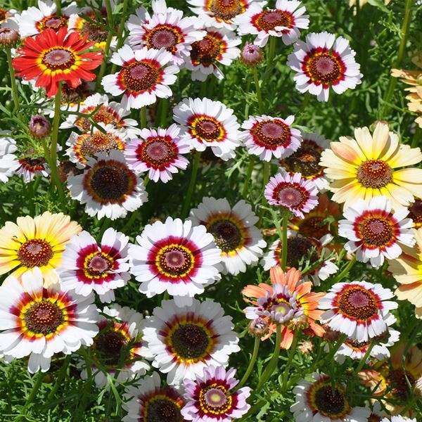 種 花たね ハナワギク レインボーミックス 1袋(250mg)