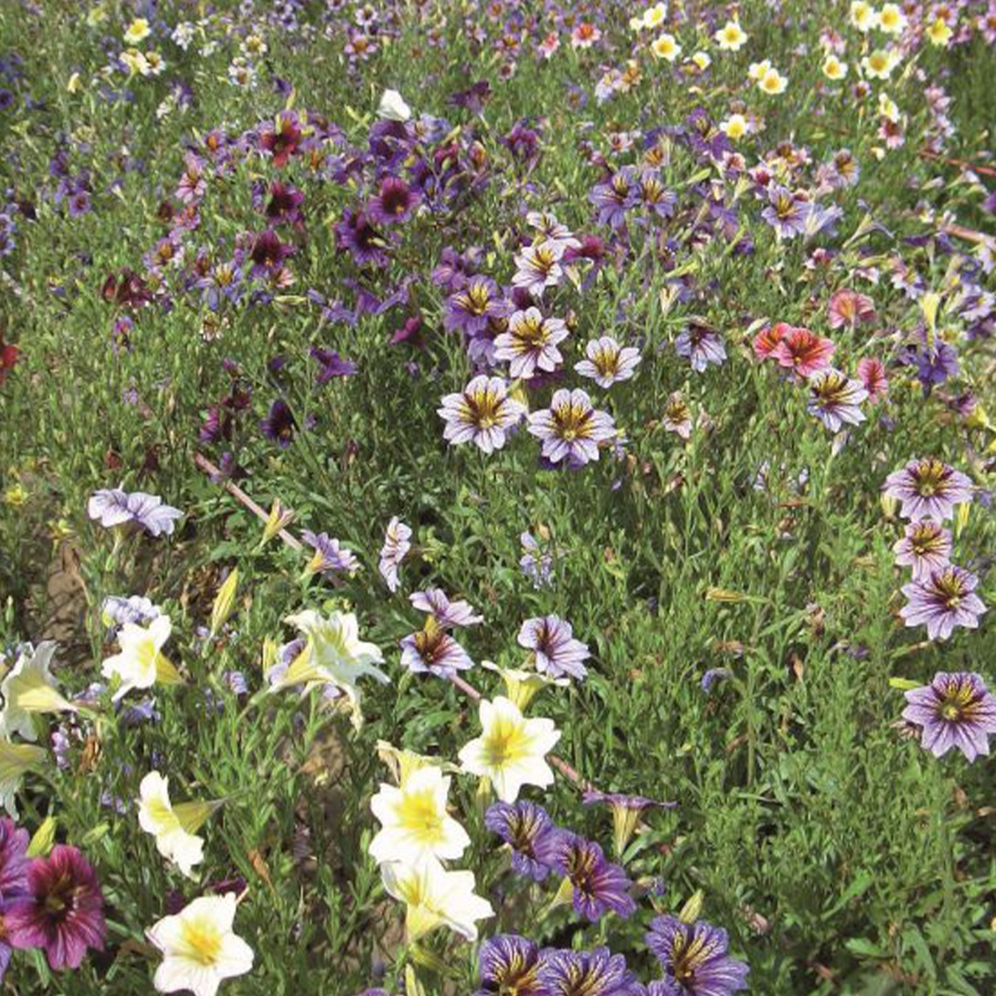 種 花たね サルピグロシスミックス 1袋(200mg)