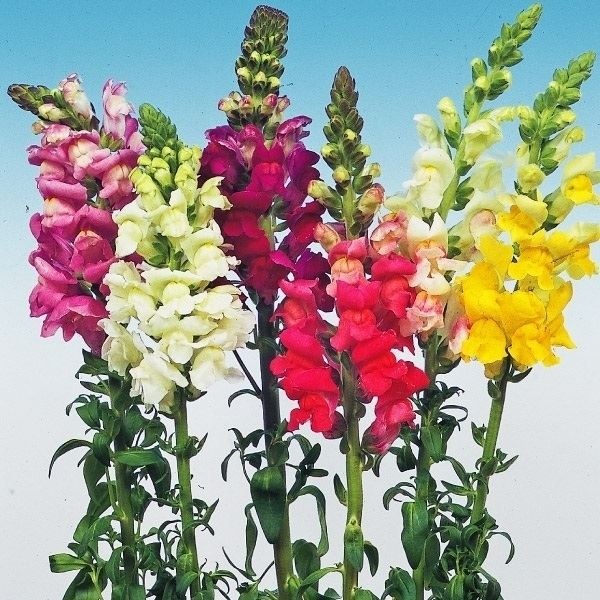 種 花たね キンギョソウ 巨大輪金魚草混合 1袋(100mg)