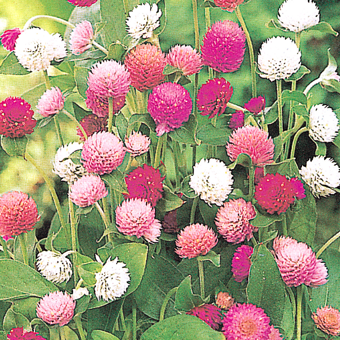 種 花たね 千日紅 矮性千日紅混合 1袋(100mg)