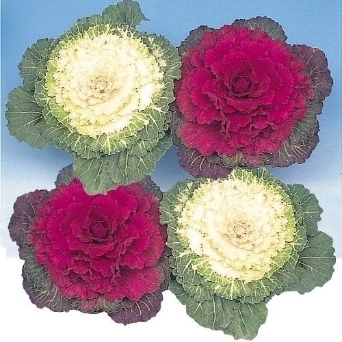 種 花たね 丸葉葉牡丹混合 1袋(150mg)