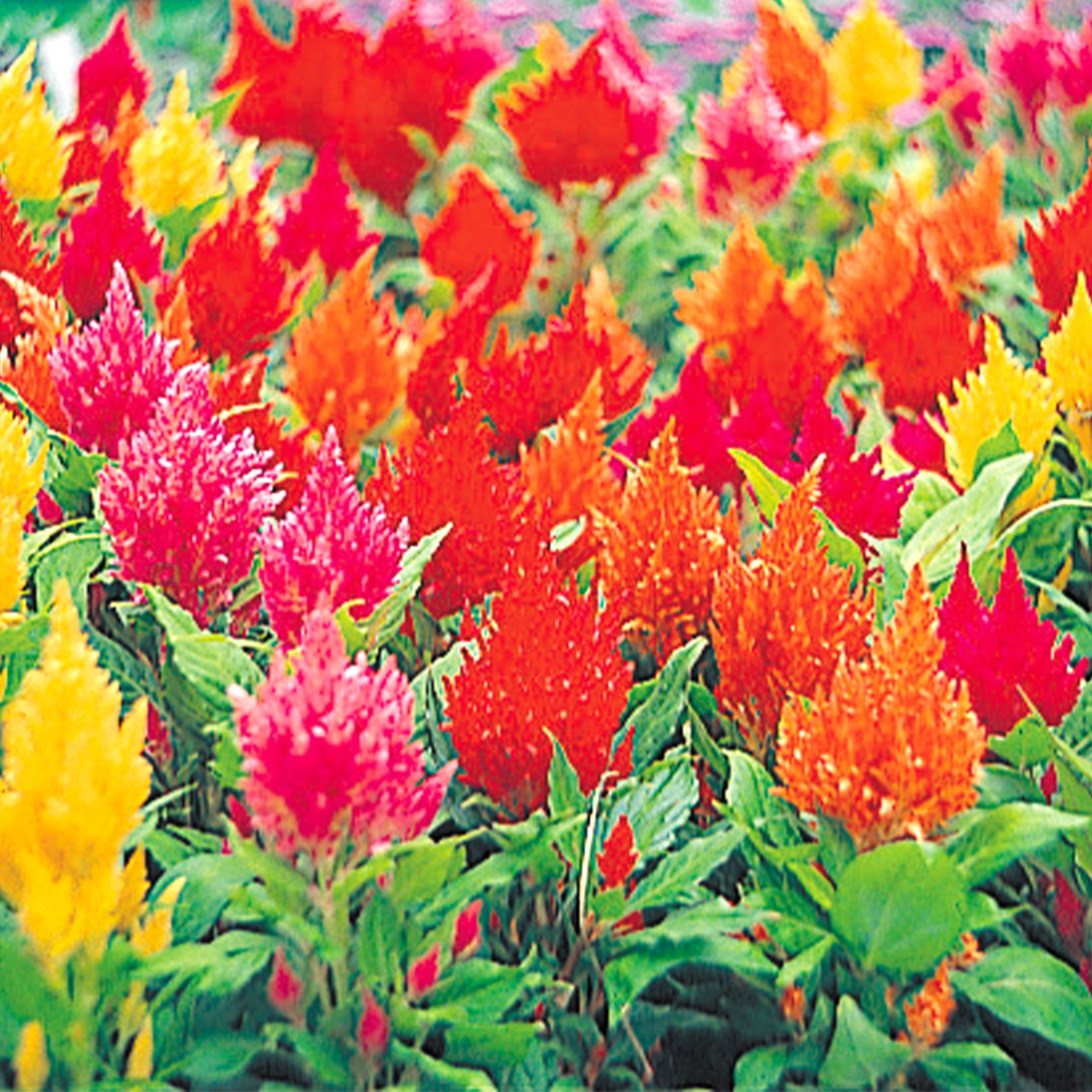 種 花たね 槍ケイトウ リリパット混合 1袋(200mg)