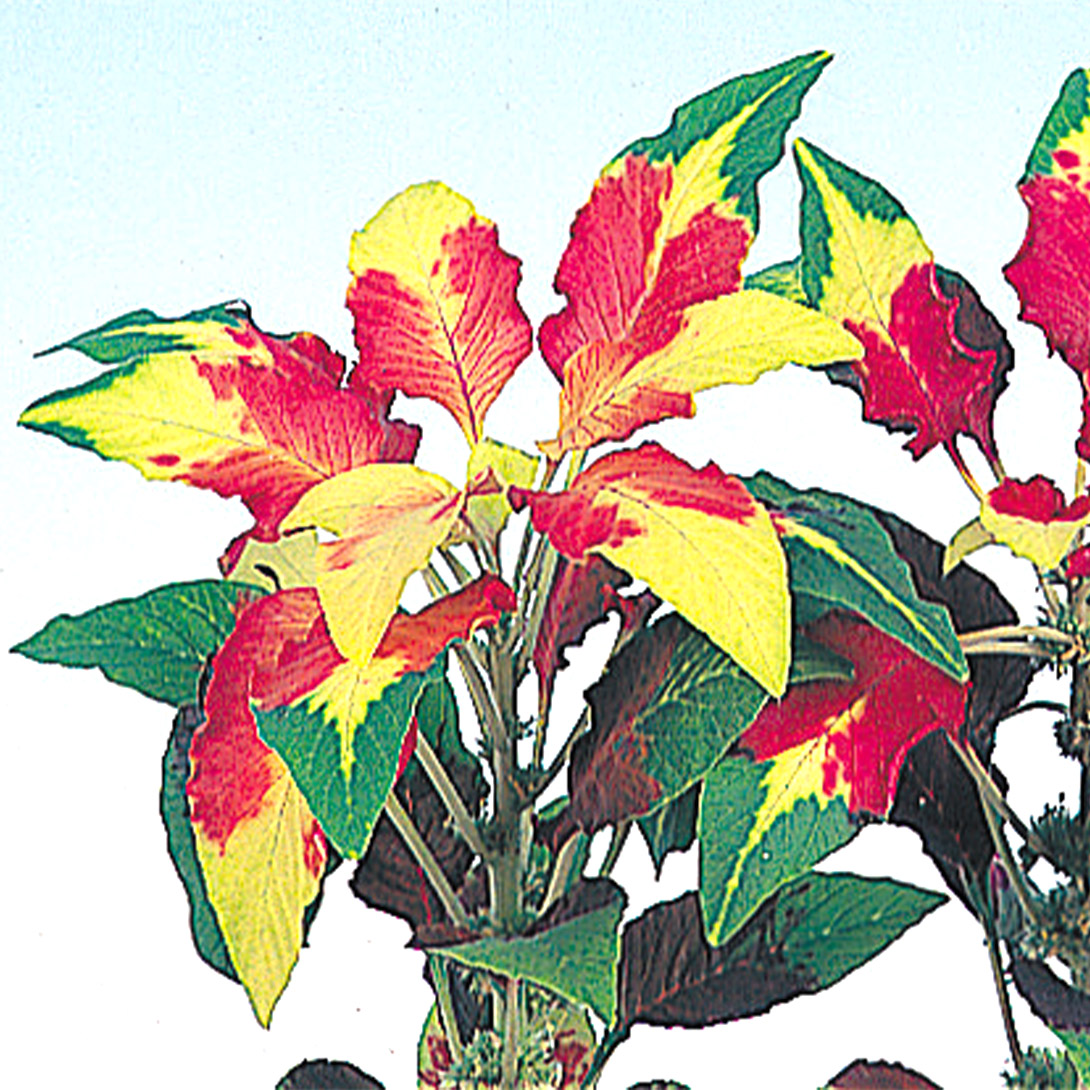 種 花たね ケイトウ 三色けいとう パーフェクタ 1袋(100mg)